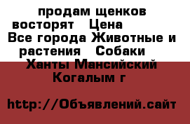 продам щенков восторят › Цена ­ 7 000 - Все города Животные и растения » Собаки   . Ханты-Мансийский,Когалым г.
